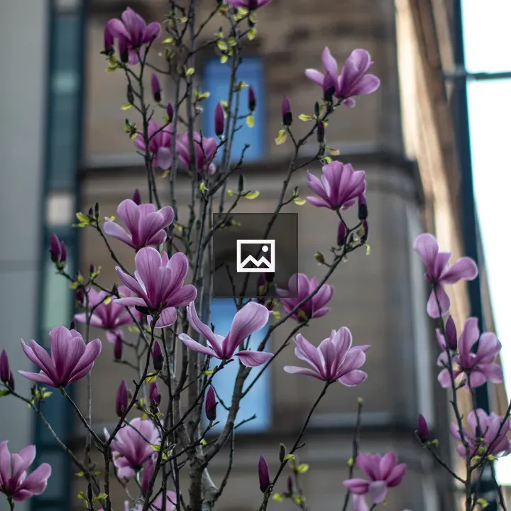 Magnolia in Urban Setting