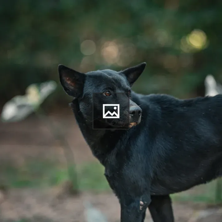 Injured dog looking back for help