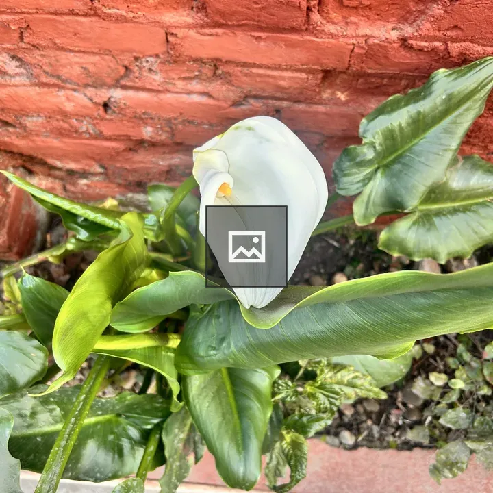 White Calla Lily against Brick Wall