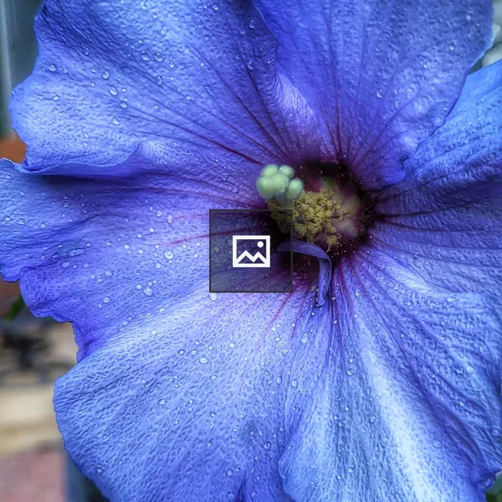 Blue rose of Sharon flower