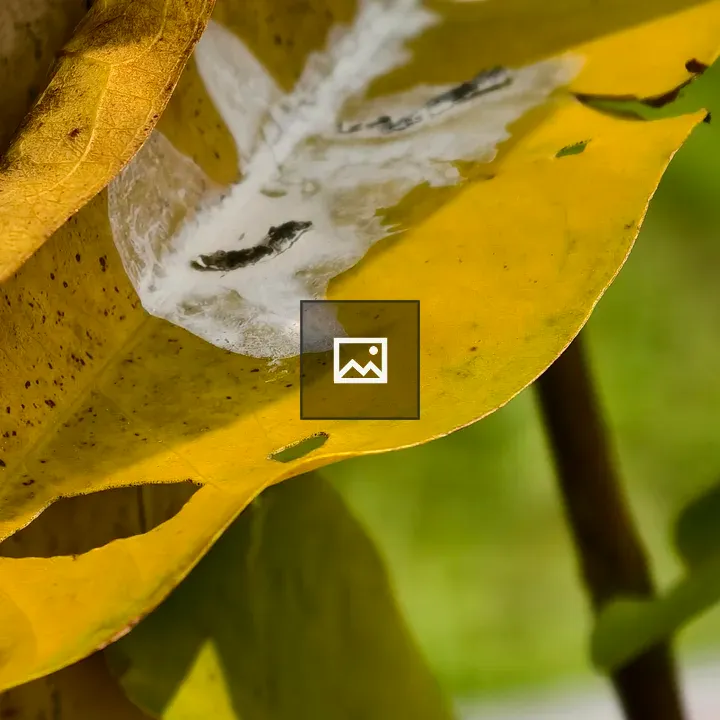 Close-up of damaged yellow leaf