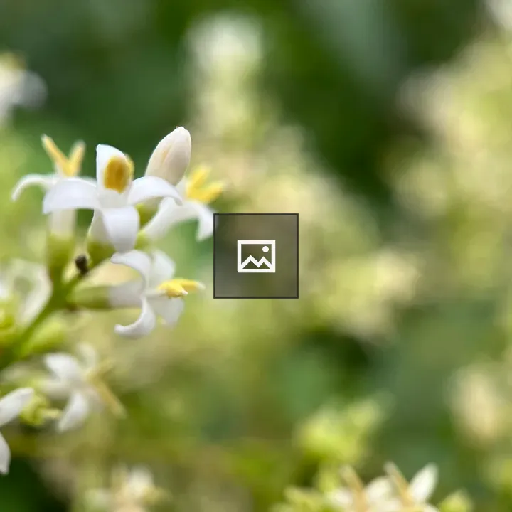 Tiny lilac flower close-up