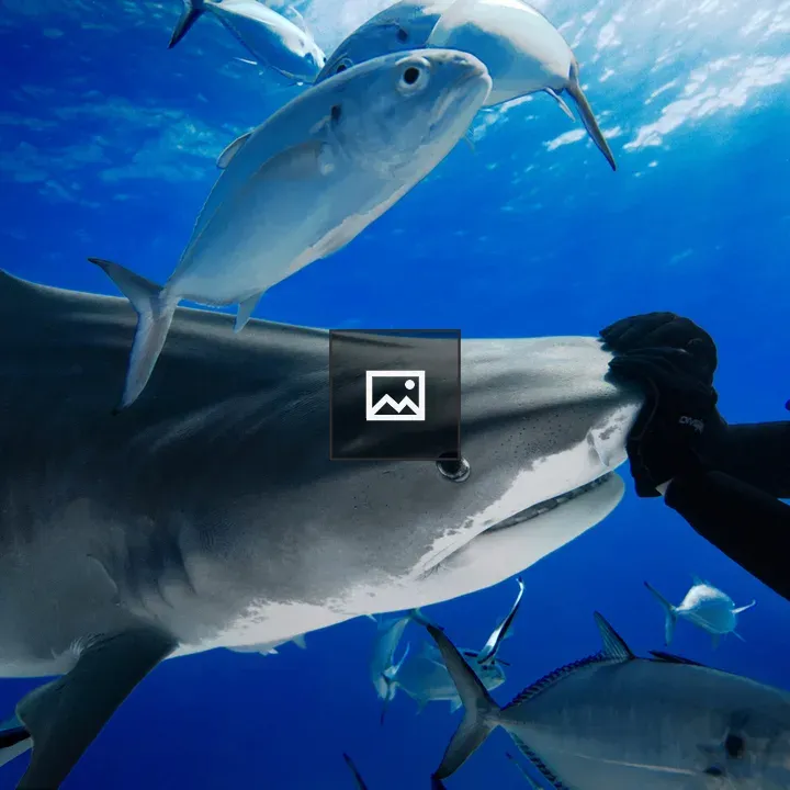 Tiger shark near diver at Tiger Beach