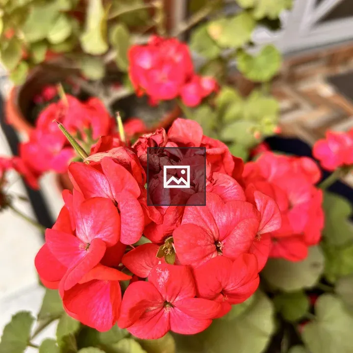 Close-up Red Geranium in Pot