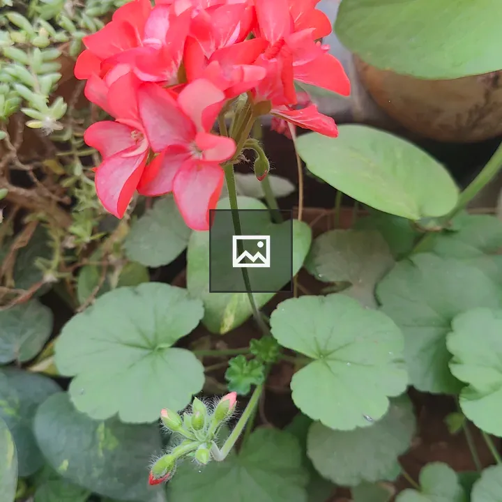 Geranium in terracotta pot