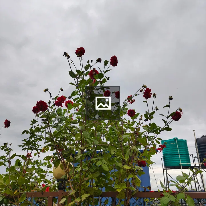Red roses against cloudy sky