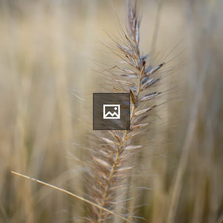 Wheat in Grass