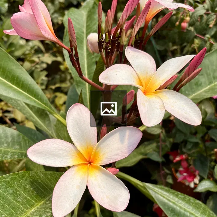 Close-up Plumeria Flowers