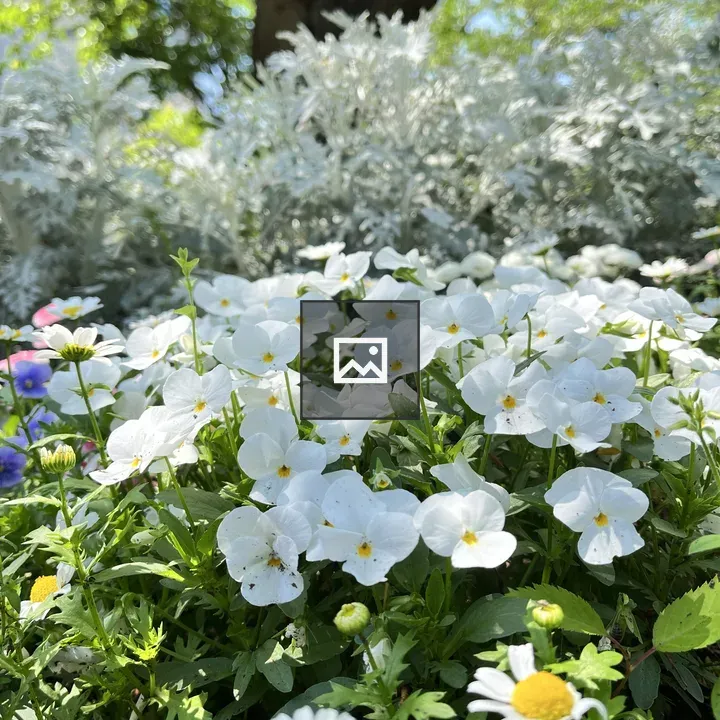 White flowers in garden scene