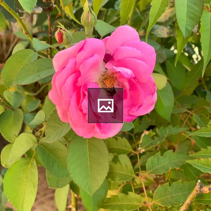 Pink Rose with Green Foliage