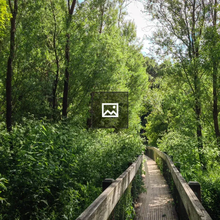 Trail Among Trees at Lake Chabot
