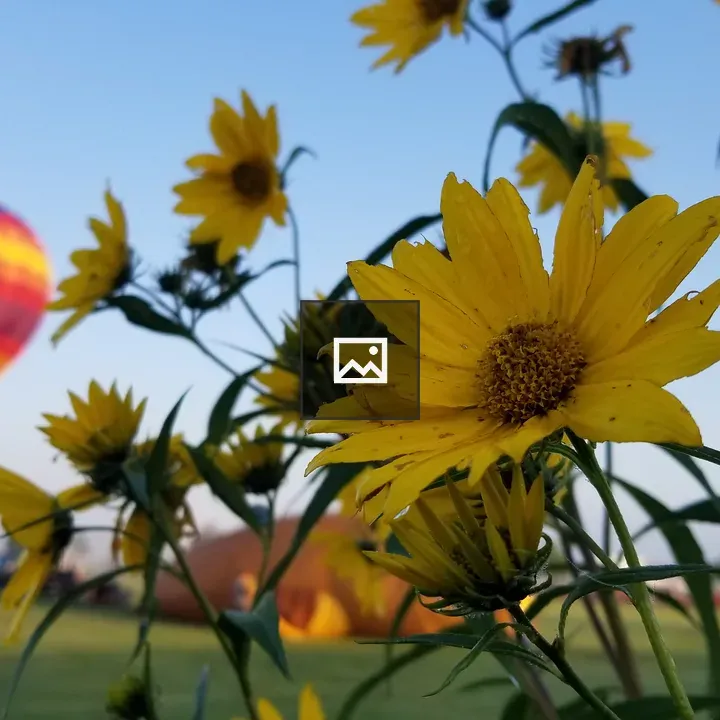 A yellow daisy with balloon