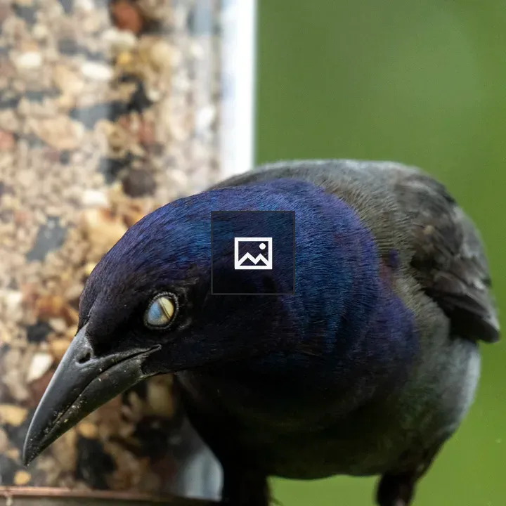 Common Grackle blinking