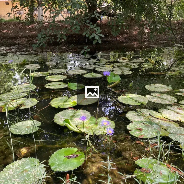 Pond scene with purple water lilies