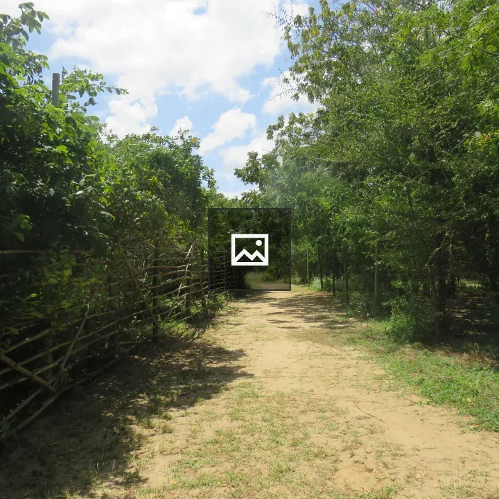 Sunny dirt path through trees