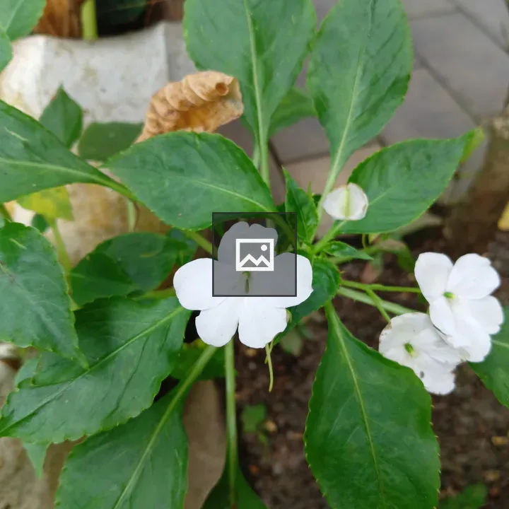 Impatiens gordonii flower