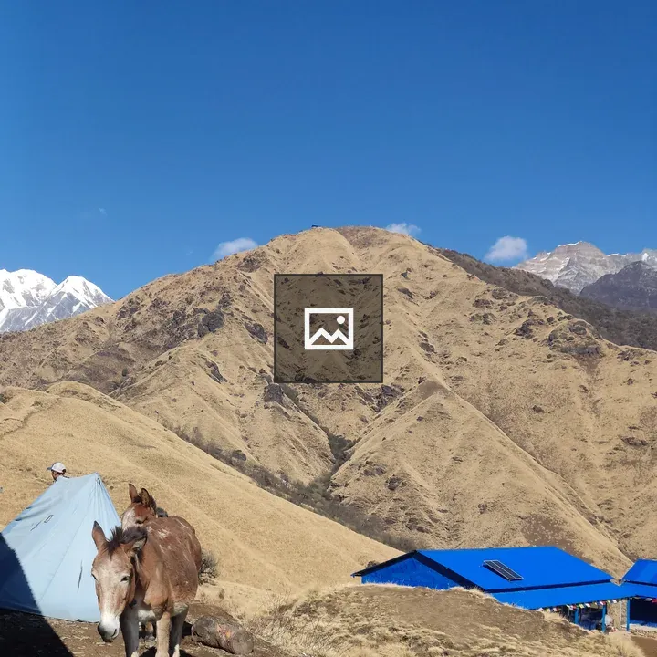 Two Mules on Grassy Hill