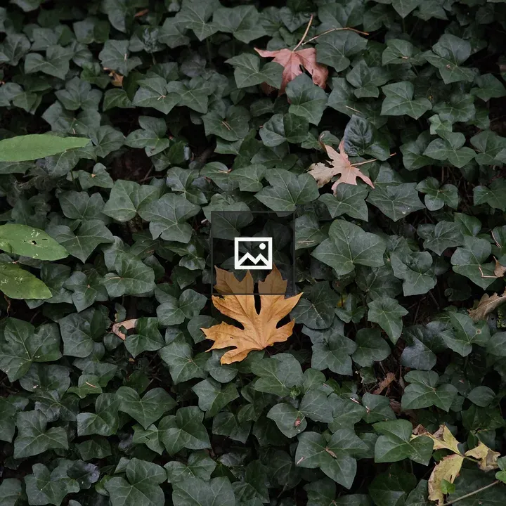 Leaves on ivy groundcover