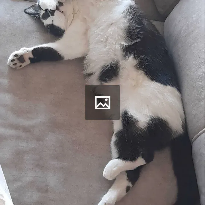 Black and White Cow Cat on Sofa