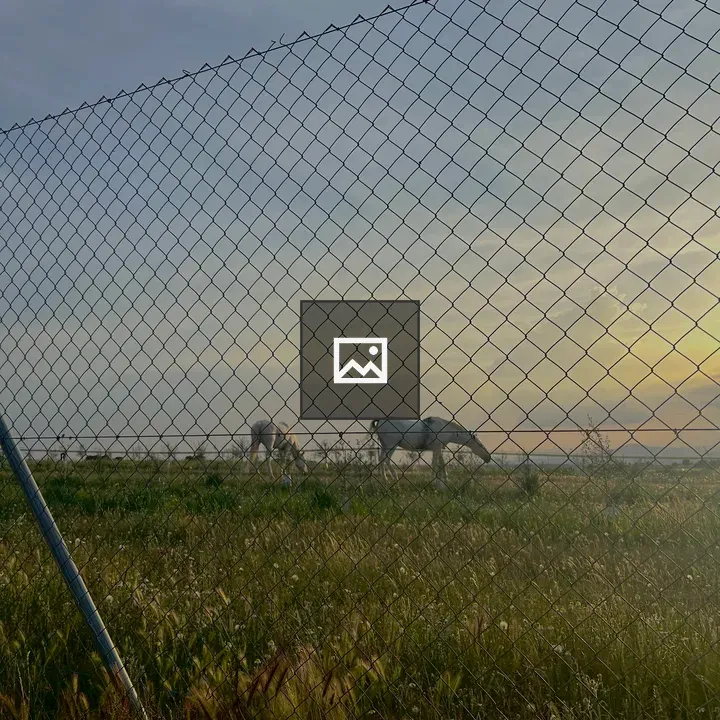 Horses Grazing Behind Fence
