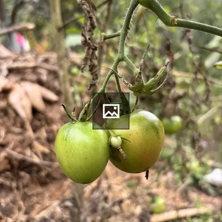 Green tomatoes on stem