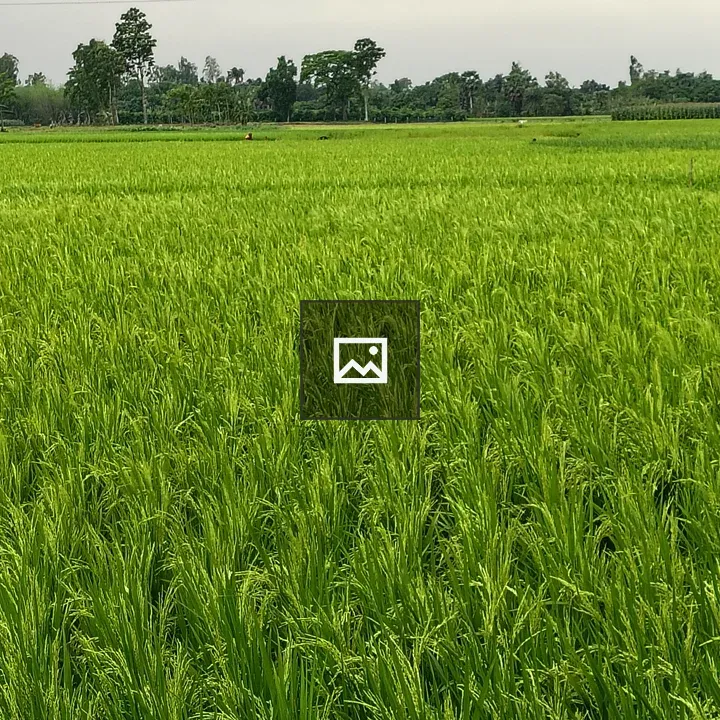Rice field under cloudy sky