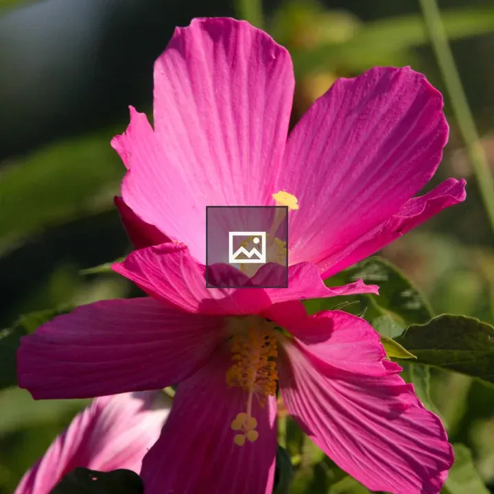 Bright pink swamp hibiscus flower