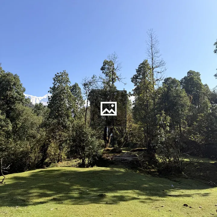 Serene green clearing landscape