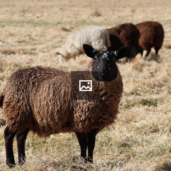 Brown ewe in a field