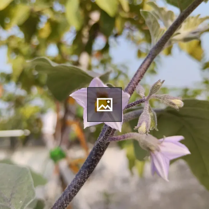 Eggplant flower close-up