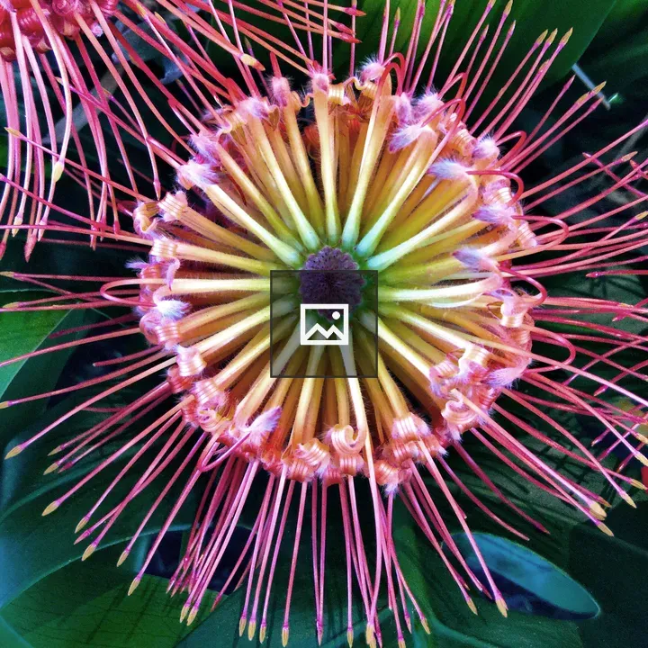 Rainbow Colorful Hawaiian Flower