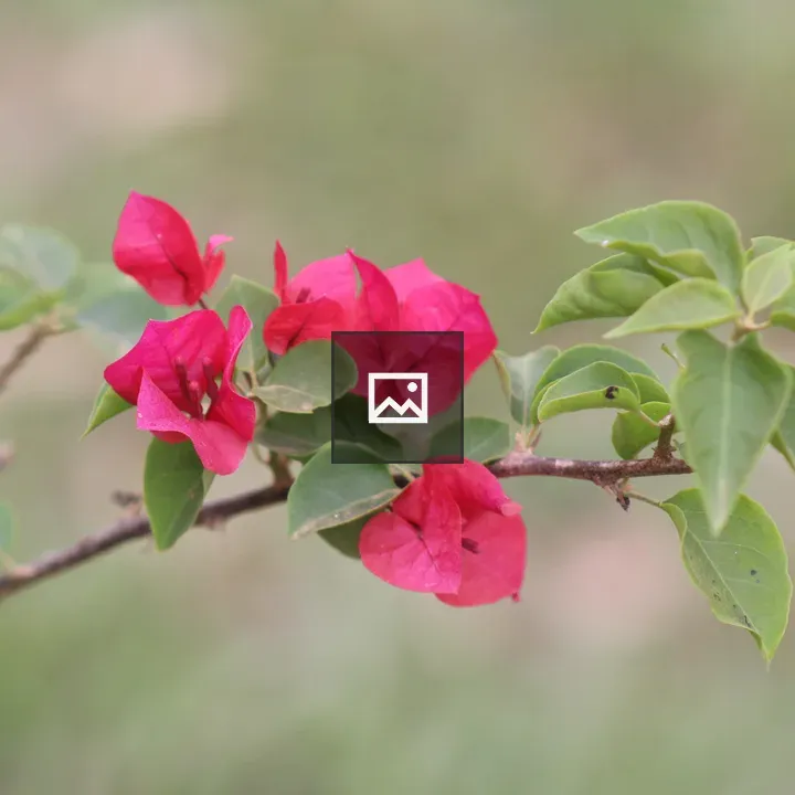 Bougainvillea Branch Close-Up