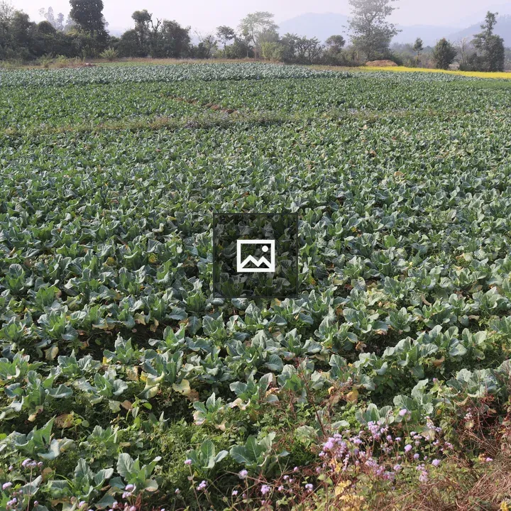 Agriculture field in Nepal