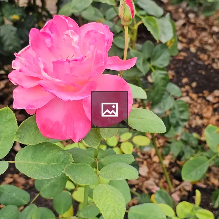 Pink rose with bud