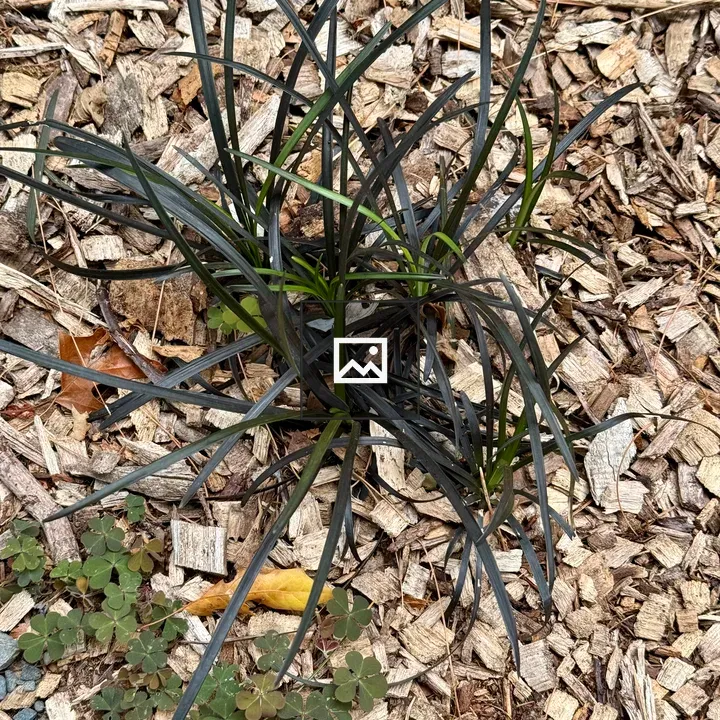 Small ornamental plant with dark leaves