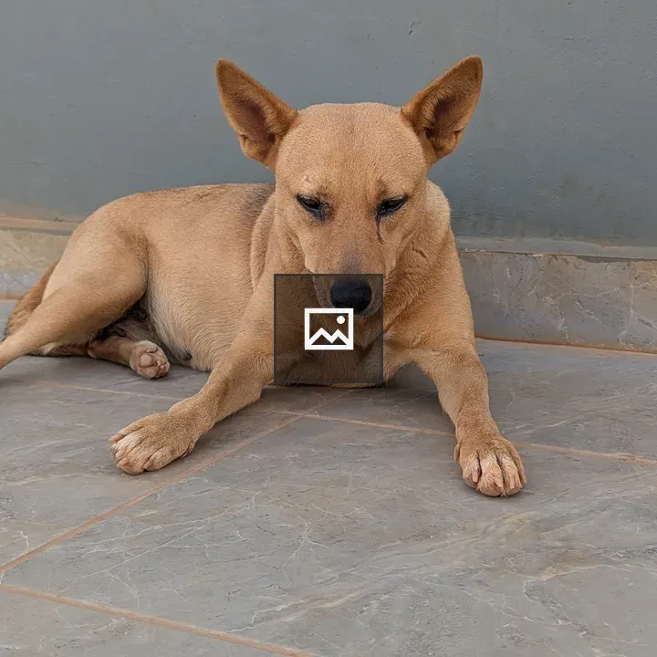 Local dog resting on verandah