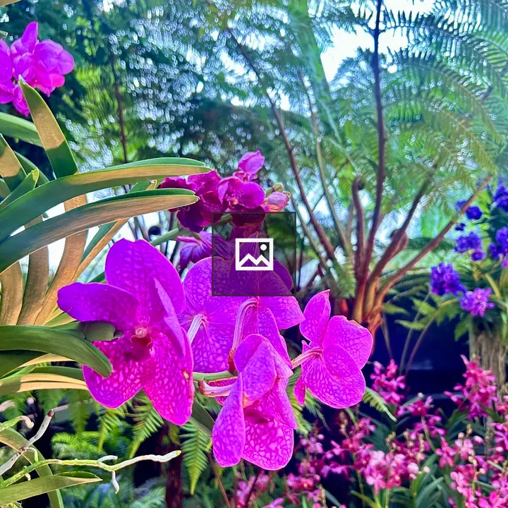 Vivid purple orchids foreground