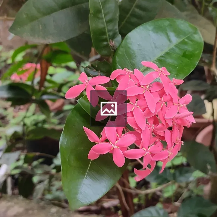 Ixora coccinea pink flowers