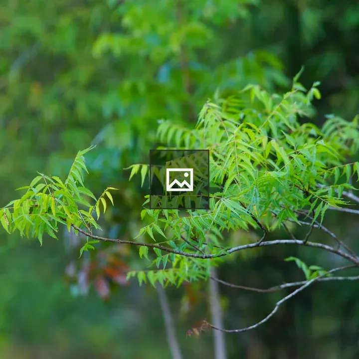 Neem Leaves Close-up