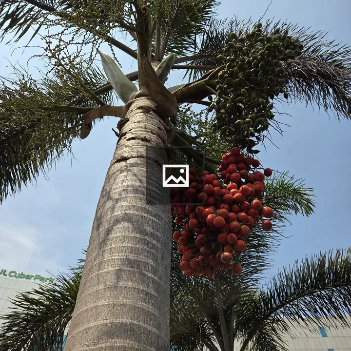 Palm tree with Fruit against Building