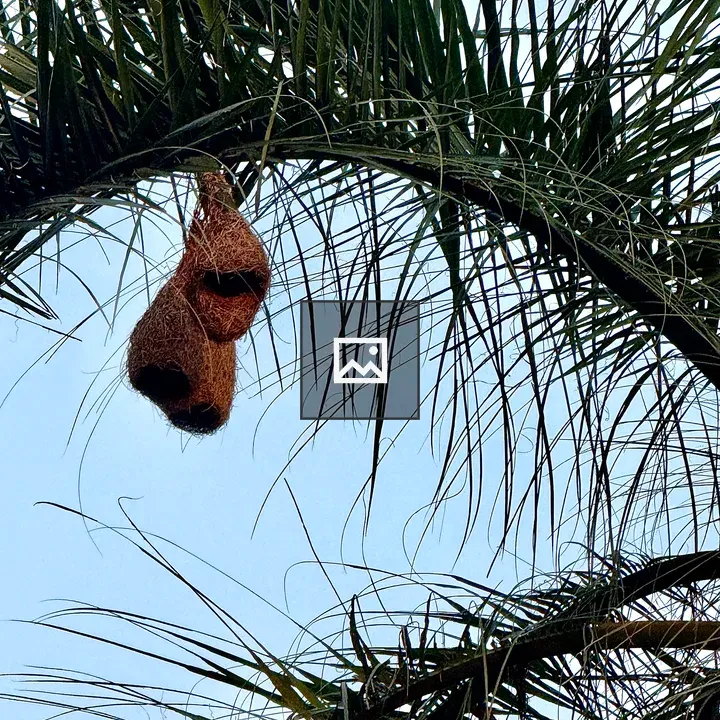 Palm fronds with hanging nests