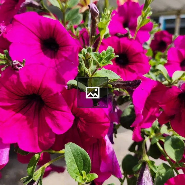 Vivid pink petunias