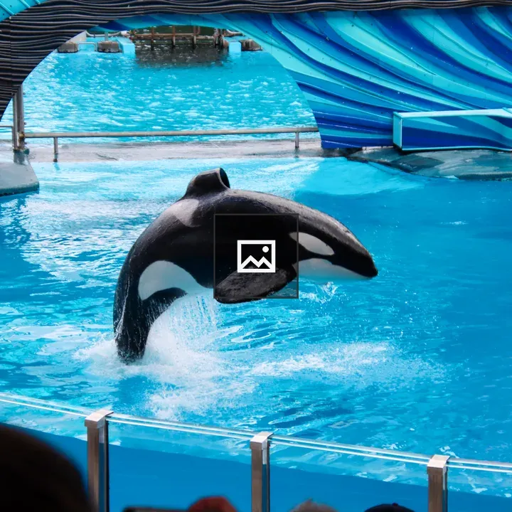 Orca Jumping Out of Water