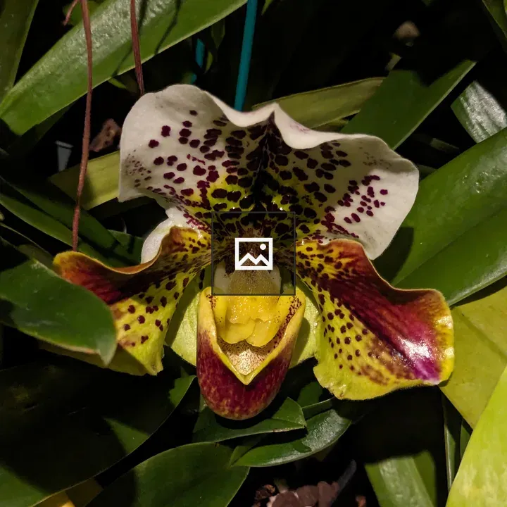 Yellow and white orchid with spots
