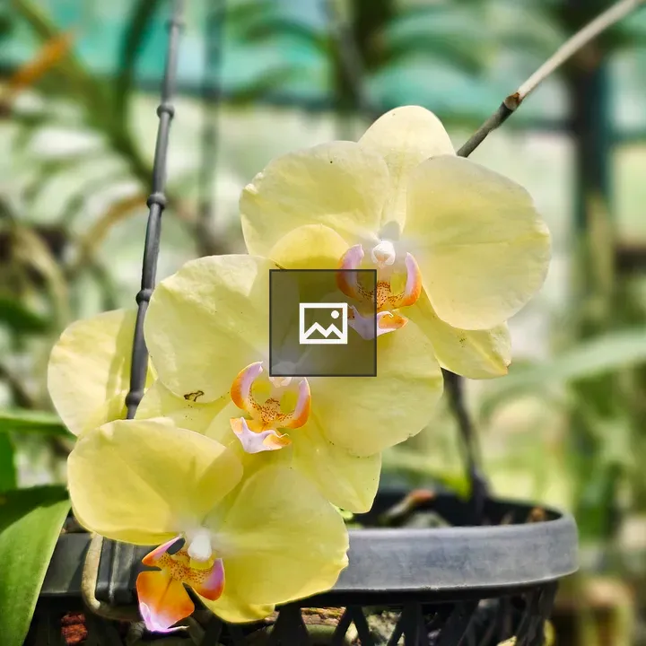 Orchid cluster in a pot