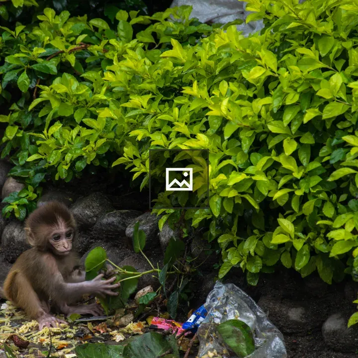Baby Monkey Searching for Food