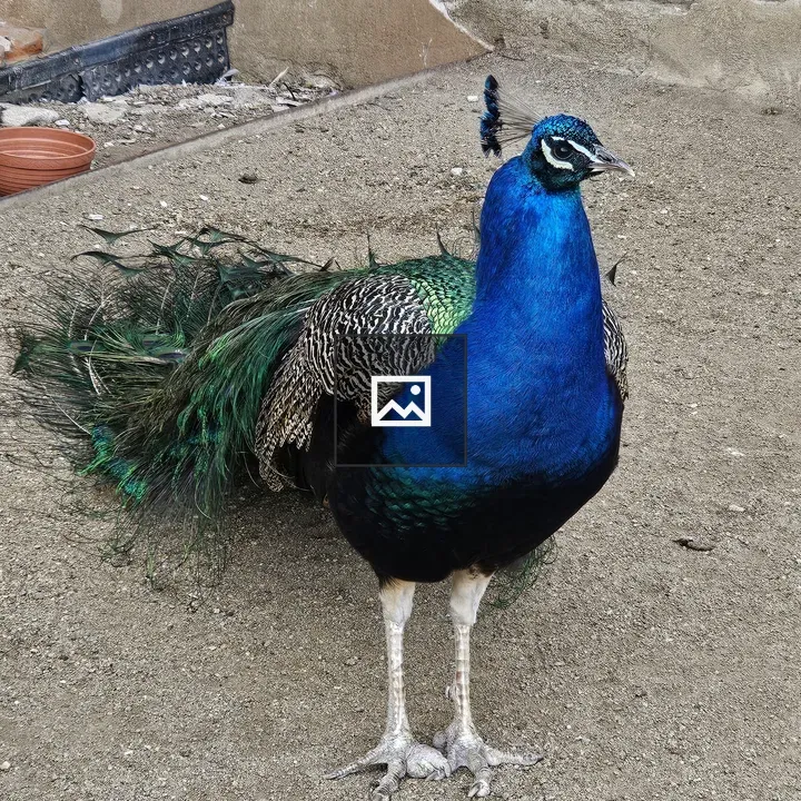 Peafowl on Sandy Ground