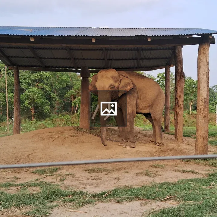 Elephant Under Shelter