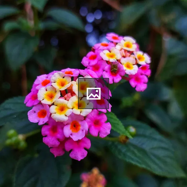 West Indian Lantana Flower Close-up