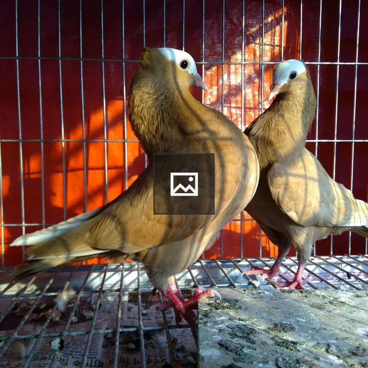 Pair of yellow pigeons